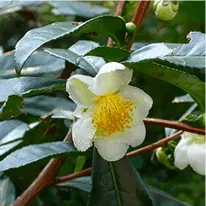 tea burn camellia sinensis ingredients